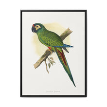 llliger's Macaw (Primolius maracana) colored wood-engraved plate by Alexander Francis Lydon - NOMADEN ART GALLERY