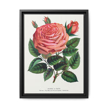 Pink rose, Glorie de Dijon lithograph. Digitally enhanced from our own original 1900 edition plates of Botanical Specimen published by Rochester Lithographing - NOMADEN ART GALLERY
