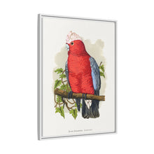 Rose-Breasted Cockatoo (Eolophus roseicapillus) colored wood-engraved plate by Alexander Francis Lydon.