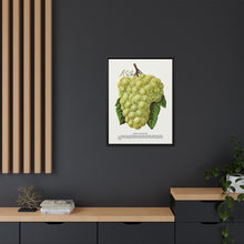 Green Mountain grape lithograph. Digitally enhanced from our own original 1900 edition plates of Botanical Specimen published by Rochester Lithographing