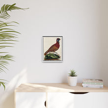 A horned Indian pheasant standing on the grass by J. Pass after J. E. Ihle.