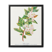 Spirea Aurea flowers lithograph. Digitally enhanced from our own original 1900 edition plates of Botanical Specimen published by Rochester Lithographing - NOMADEN ART GALLERY