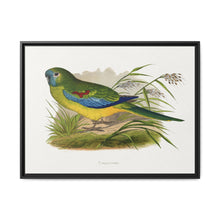 Turquoisine (Neophema pulchella) colored wood-engraved plate by Alexander Francis Lydon - NOMADEN ART GALLERY