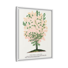 Purple Fringe tree lithograph. Digitally enhanced from our own original 1900 edition plates of Botanical Specimen published by Rochester Lithographing