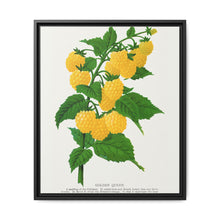 Golden queen raspberry lithograph. Digitally enhanced from our own original 1900 edition plates of Botanical Specimen published by Rochester Lithographing - NOMADEN ART GALLERY