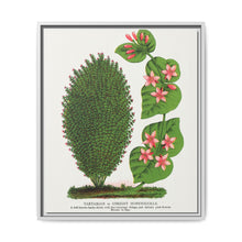 Tartarian, Upright Honeysuckle bush lithograph. Digitally enhanced from our own original 1900 edition plates of Botanical Specimen published by Rochester Lithographing - NOMADEN ART GALLERY