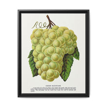 Green Mountain grape lithograph. Digitally enhanced from our own original 1900 edition plates of Botanical Specimen published by Rochester Lithographing - NOMADEN ART GALLERY