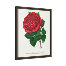 Red rose, American Beauty lithograph. Digitally enhanced from our own original 1900 edition plates of Botanical Specimen published by Rochester Lithographing