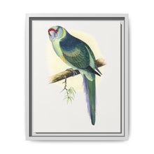 Barnard's Parrakeet (Barnardius barnardi) colored wood-engraved plate by Alexander Francis Lydon - NOMADEN ART GALLERY