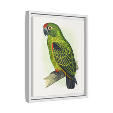 Placa grabada en madera de color loro de Jardine (Poicephalus gulielmi gulielmi) de Alexander Francis Lydon. 