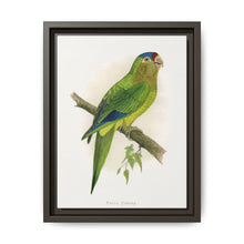 Petz's Conure (Aratinga canicularis) colored wood-engraved plate by Alexander Francis Lydon - NOMADEN ART GALLERY