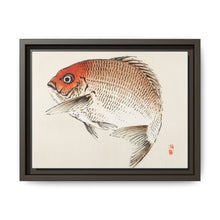 Tai (Red Seabream) fish by Kōno Bairei - NOMADEN ART GALLERY