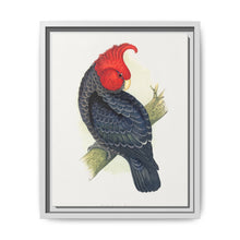 Gang-Gang Cockatoo (Callocephalon fimbriatum) colored wood-engraved plate by Alexander Francis Lydon - NOMADEN ART GALLERY