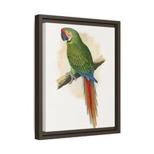 Soldatenara (Ara militaris) farbige Holzstichplatte von Alexander Francis Lydon