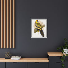 Lydon's Yellow-Rumped Parrakeet | Vintage Bird Wall Art Print