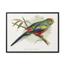 Many-Coloured Parrakeet (Psephotellus varius) colored wood-engraved plate by Alexander Francis Lydon - NOMADEN ART GALLERY