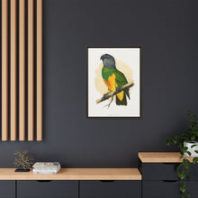Senegal Parrot (Poicephalus senegalus) colored wood-engraved plate by Alexander Francis Lydon.