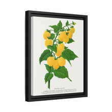 Golden queen raspberry lithograph. Digitally enhanced from our own original 1900 edition plates of Botanical Specimen published by Rochester Lithographing - NOMADEN ART GALLERY