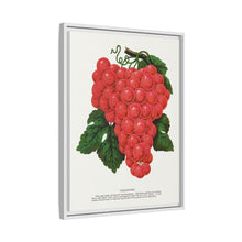 Vergennes grape lithograph. Digitally enhanced from our own original 1900 edition plates of Botanical Specimen published by Rochester Lithographing