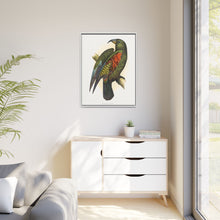 Mountain Parrot (Nestor notabilis) colored wood-engraved plate by Alexander Francis Lydon