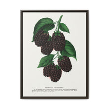Lucretia Dewberry lithograph. Digitally enhanced from our own original 1900 edition plates of Botanical Specimen published by Rochester Lithographing - NOMADEN ART GALLERY