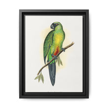 Masked Parrakeet (Prosopeia personata) colored wood-engraved plate by Alexander Francis Lydon