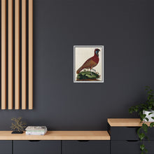 A horned Indian pheasant standing on the grass by J. Pass after J. E. Ihle.