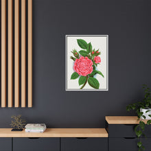 Pink rose, Salet Moss lithograph. Digitally enhanced from our own original 1900 edition plates of Botanical Specimen published by Rochester Lithographing