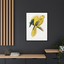 Golden or Queen Bavaria's Parrot (Guaruba guarouba) colored wood-engraved plate by Alexander Francis Lydon.