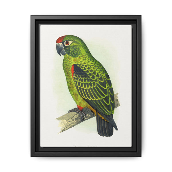 Jardine's Parrot (Poicephalus gulielmi gulielmi) colored wood-engraved plate by Alexander Francis Lydon. - NOMADEN ART GALLERY