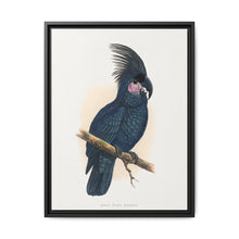 Great Black Cockatoo (Probosciger aterrimus) colored wood-engraved plate by Alexander Francis Lydon - NOMADEN ART GALLERY