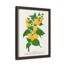 Golden queen raspberry lithograph. Digitally enhanced from our own original 1900 edition plates of Botanical Specimen published by Rochester Lithographing