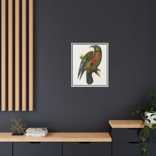 Mountain Parrot (Nestor notabilis) colored wood-engraved plate by Alexander Francis Lydon
