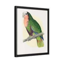 Red-Throated White-Fronted Amazon (Amazona leucocephala) colored wood-engraved plate by Alexander Francis Lydon.