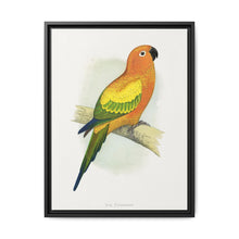 Sun Parrakeet (Aratinga solstitialis) colored wood-engraved plate by Alexander Francis Lydon - NOMADEN ART GALLERY