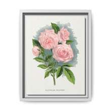 Pink rose, Clothilde Soupert lithograph. Digitally enhanced from our own original 1900 edition plates of Botanical Specimen published by Rochester Lithographing - NOMADEN ART GALLERY