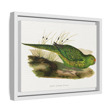 Green Ground Parrot (Pezoporus wallicus) colored wood-engraved plate by Alexander Francis Lydon
