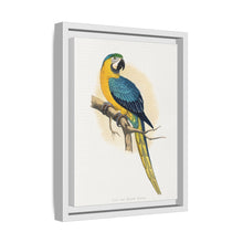 Blue and Yellow Macaw (Ara ararauna) colored wood-engraved plate by Alexander Francis Lydon