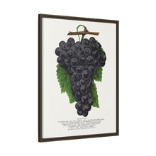 Early Ohio grape lithograph. Digitally enhanced from our own original 1900 edition plates of Botanical Specimen published by Rochester Lithographing