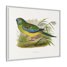 Turquoisine (Neophema pulchella) colored wood-engraved plate by Alexander Francis Lydon