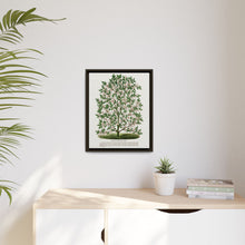 Hardy Magnolia tree lithograph. Digitally enhanced from our own original 1900 edition plates of Botanical Specimen published by Rochester Lithographing