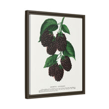 Lucretia Dewberry lithograph. Digitally enhanced from our own original 1900 edition plates of Botanical Specimen published by Rochester Lithographing