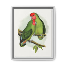 Rosy-Faced Love-Bird (Agapornis roseicollis) colored wood-engraved plate by Alexander Francis Lydon. - NOMADEN ART GALLERY