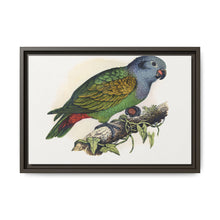 Red-Vented Parrot (Amazona martinicana) colored wood-engraved plate by Alexander Francis Lydon - NOMADEN ART GALLERY
