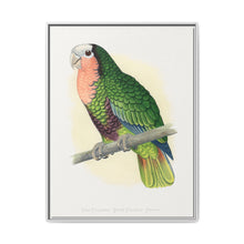 Red-Throated White-Fronted Amazon (Amazona leucocephala) colored wood-engraved plate by Alexander Francis Lydon. - NOMADEN ART GALLERY