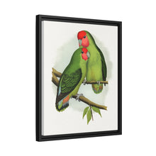 Rosy-Faced Love-Bird (Agapornis roseicollis) colored wood-engraved plate by Alexander Francis Lydon.