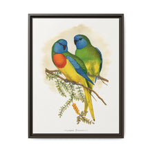 Splendid Parrakeet (Neophema splendida) colored wood-engraved plate by Alexander Francis Lydon - NOMADEN ART GALLERY