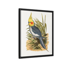 Cockatiel (Nymphicus hollandicus) colored wood-engraved plate by Alexander Francis Lydon
