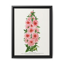Prunus Triloba flower lithograph. Digitally enhanced from our own original 1900 edition plates of Botanical Specimen published by Rochester Lithographing - NOMADEN ART GALLERY