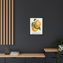 Champion plum lithograph from Botanical Specimen published by Rochester Lithographing